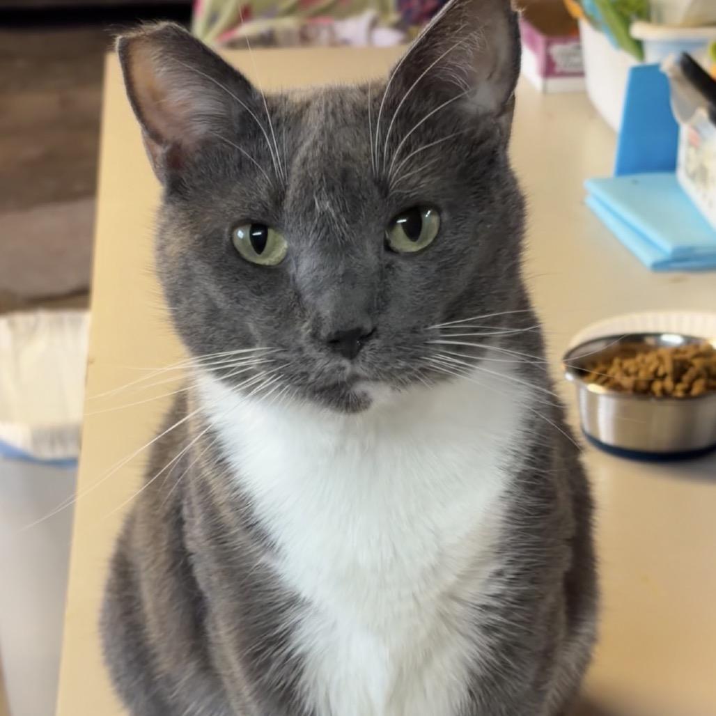 Enlarge Jillian, a Adoptable Domestic Short Hair in Kansas City, MO image 1/1