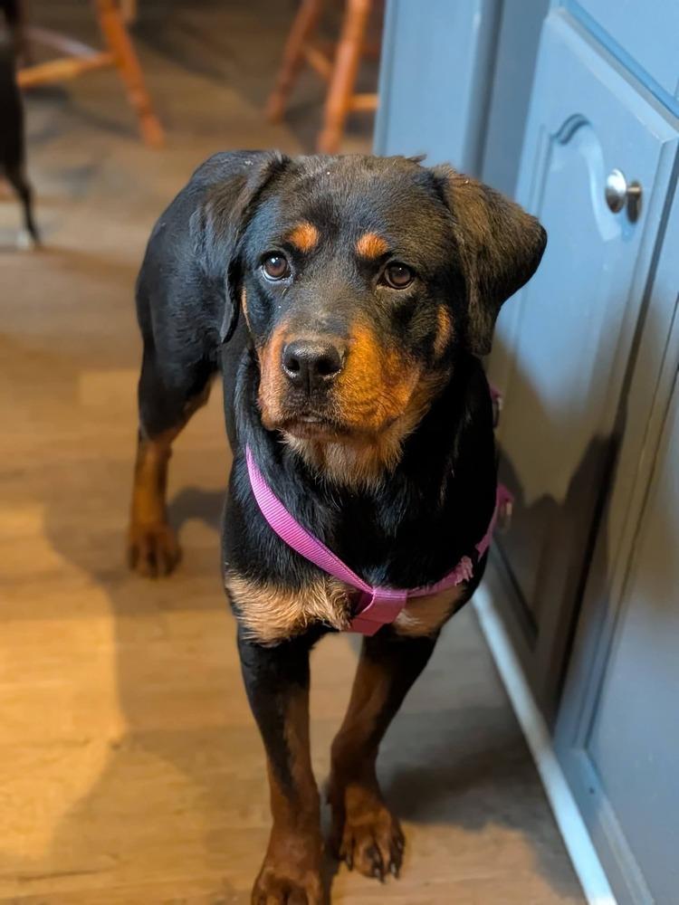 Enlarge Leia, a Adoptable Rottweiler in Statesville, NC image 1/6