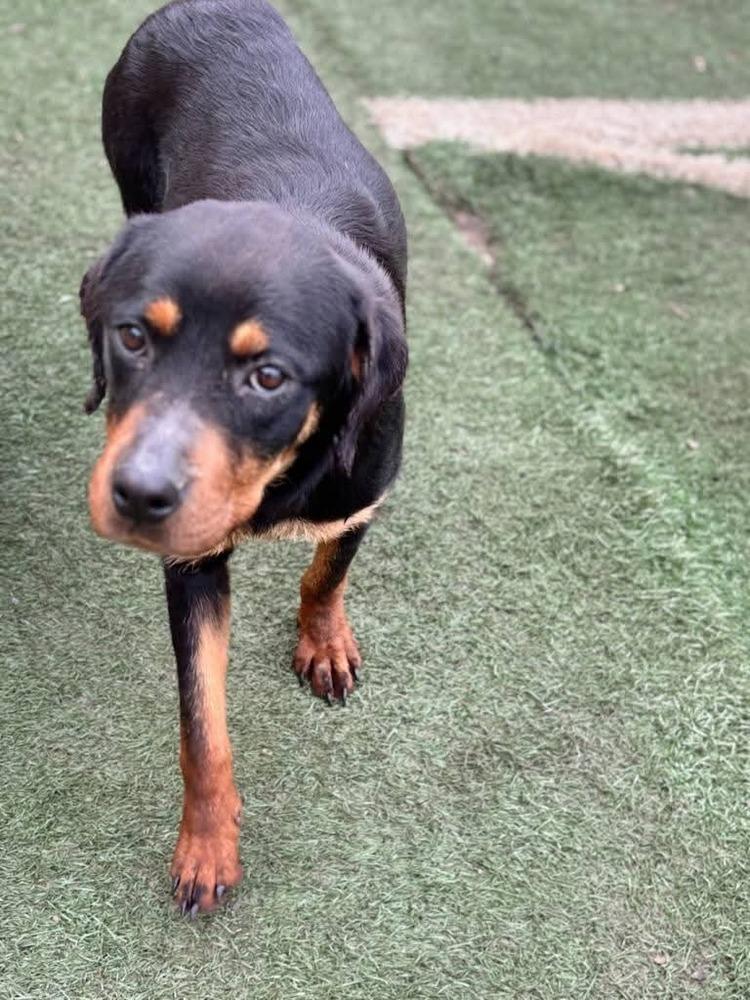 Enlarge Leia, a Adoptable Rottweiler in Statesville, NC image 3/6