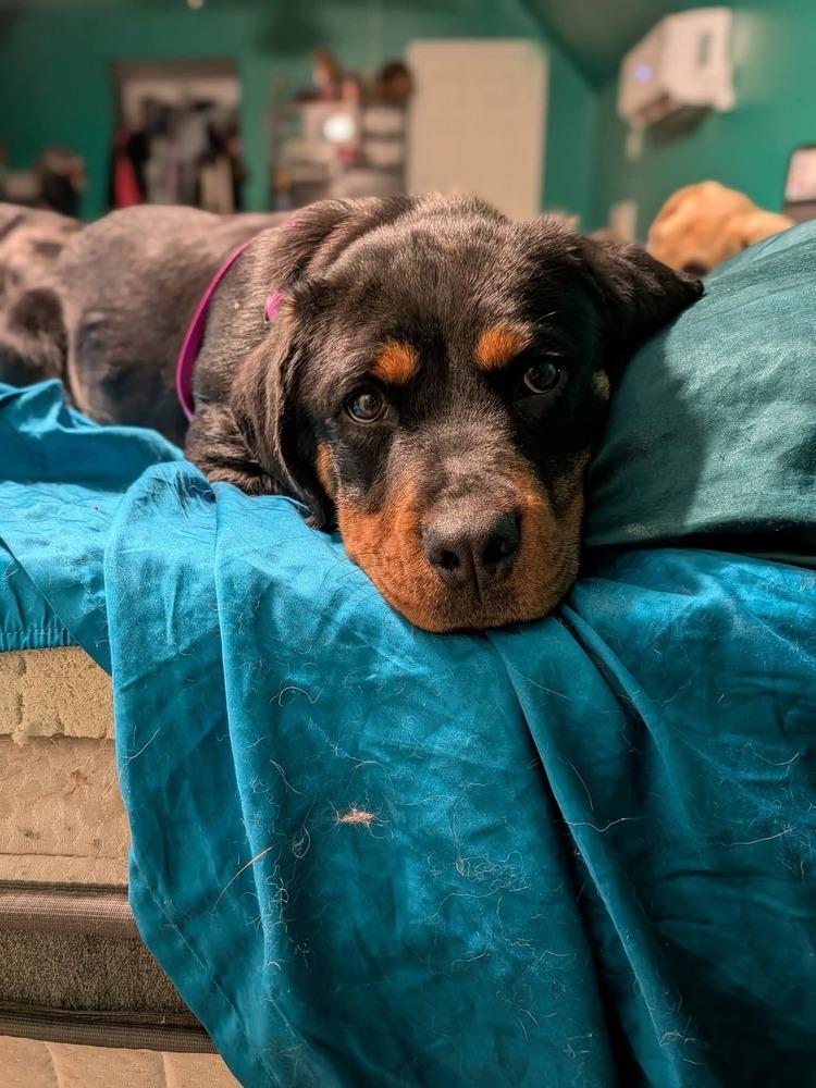 Enlarge Leia, a Adoptable Rottweiler in Statesville, NC image 5/6