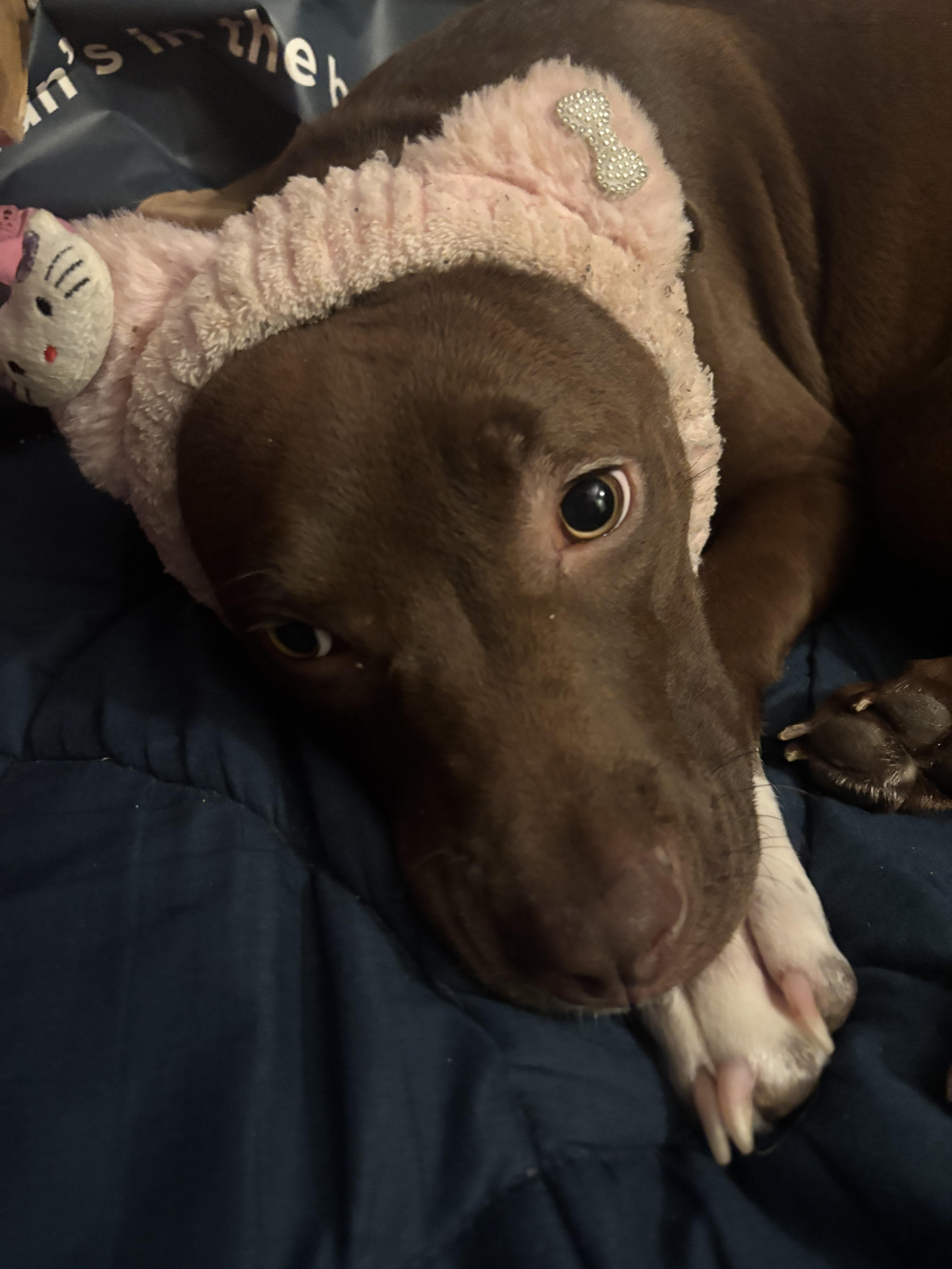 Mary, a Adoptable Pit Bull Terrier in New York, NY image 4/6