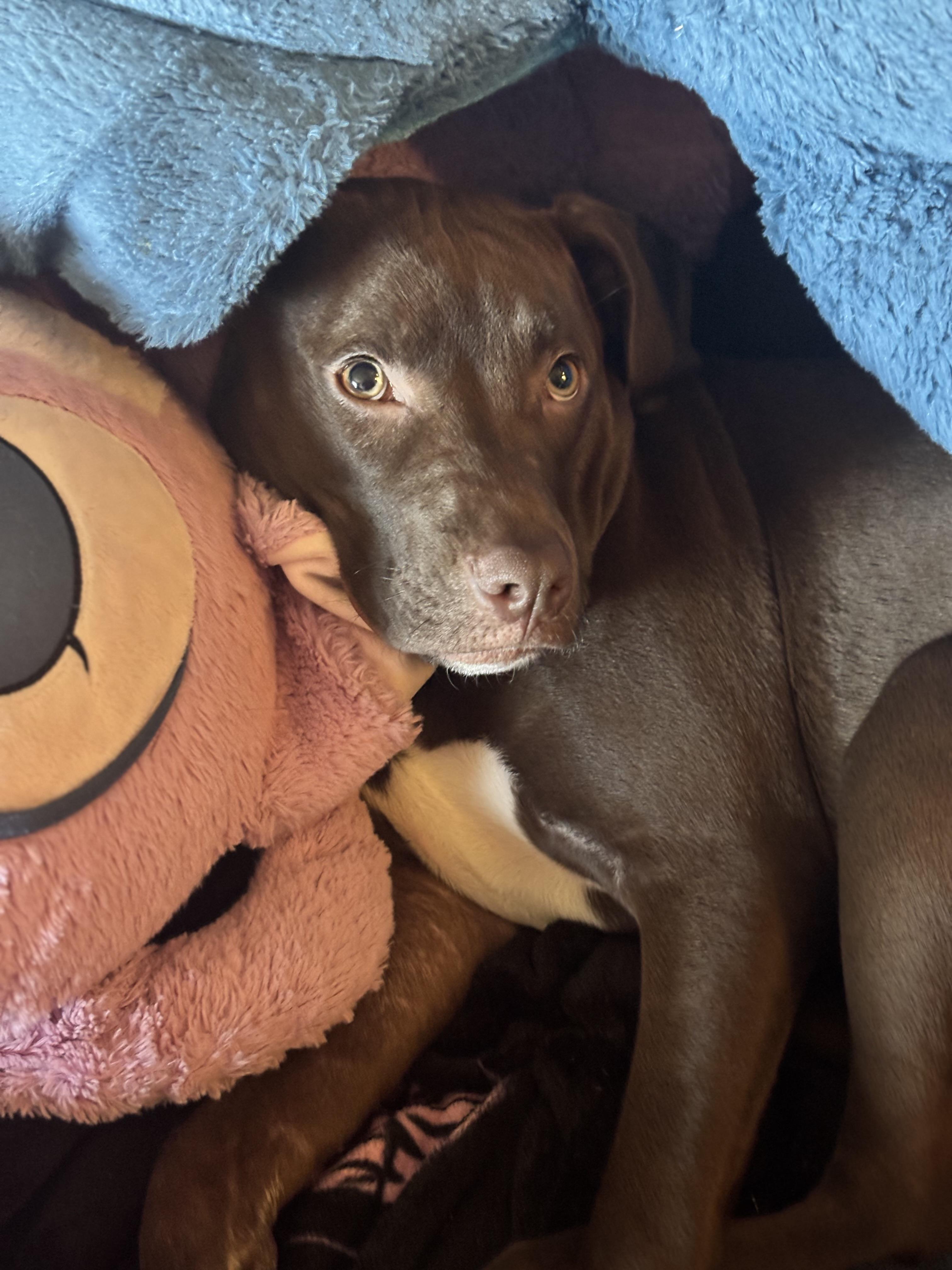 Mary, Adoptable, Puppy Female Pit Bull Terrier.