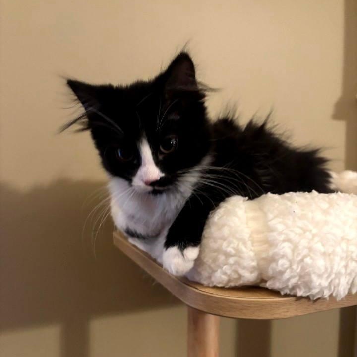 Idris (BSM-Fostered in TN), Baby Male unknown