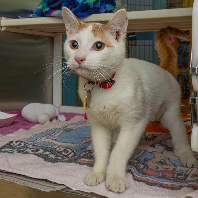 ANGELO, Adoptable, Young Male Domestic Short Hair.