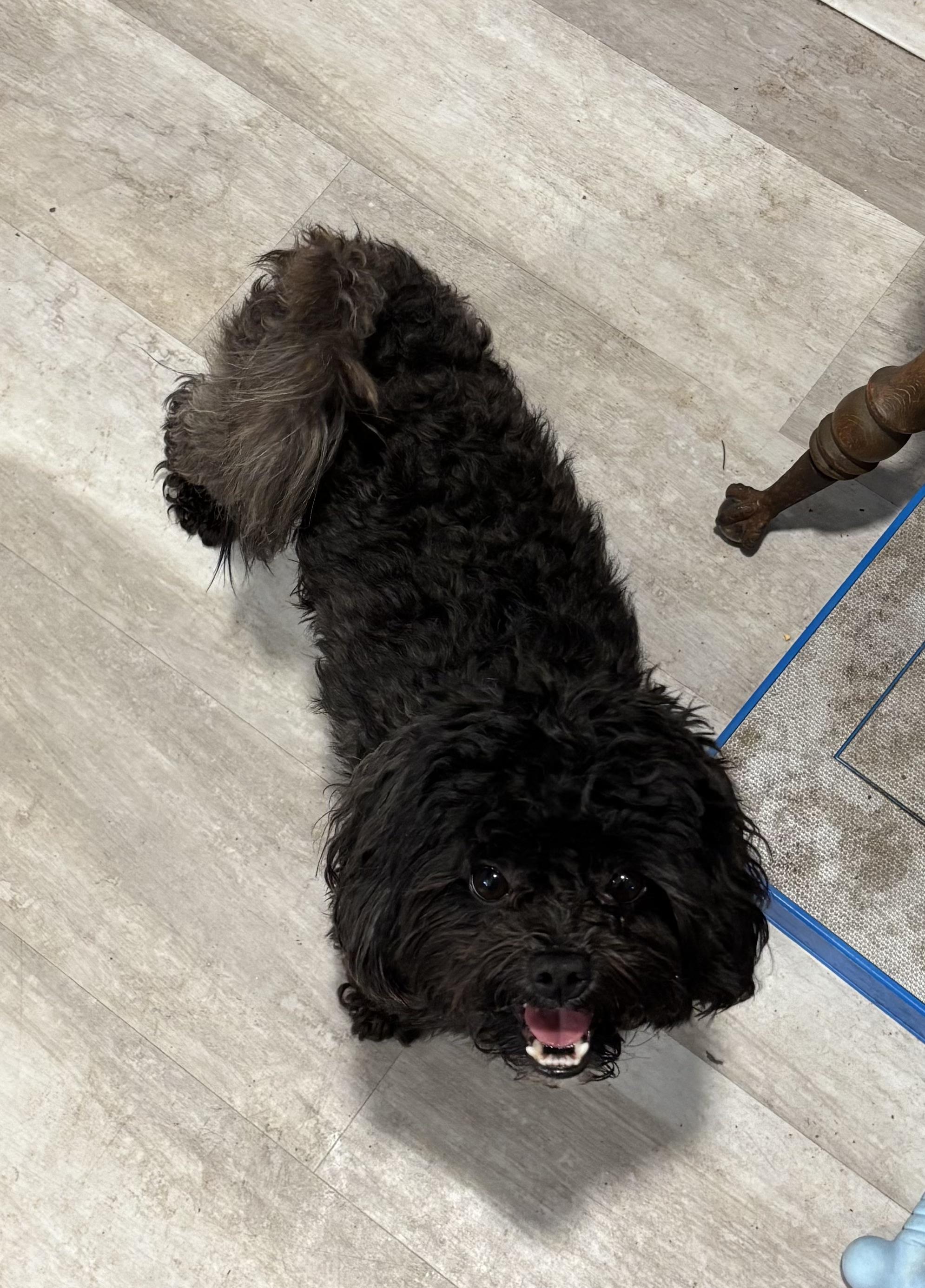 Teddy, ADOPTABLE, Adult Male Poodle (Toy) & Shih Tzu.