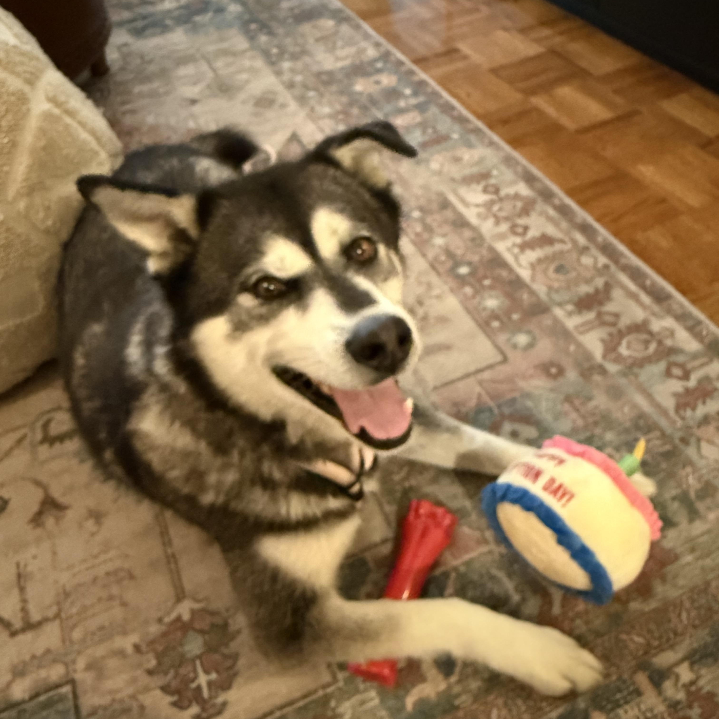 Enlarge Ozzie, a Adopted mixed breed in Toronto, ON image 5/5