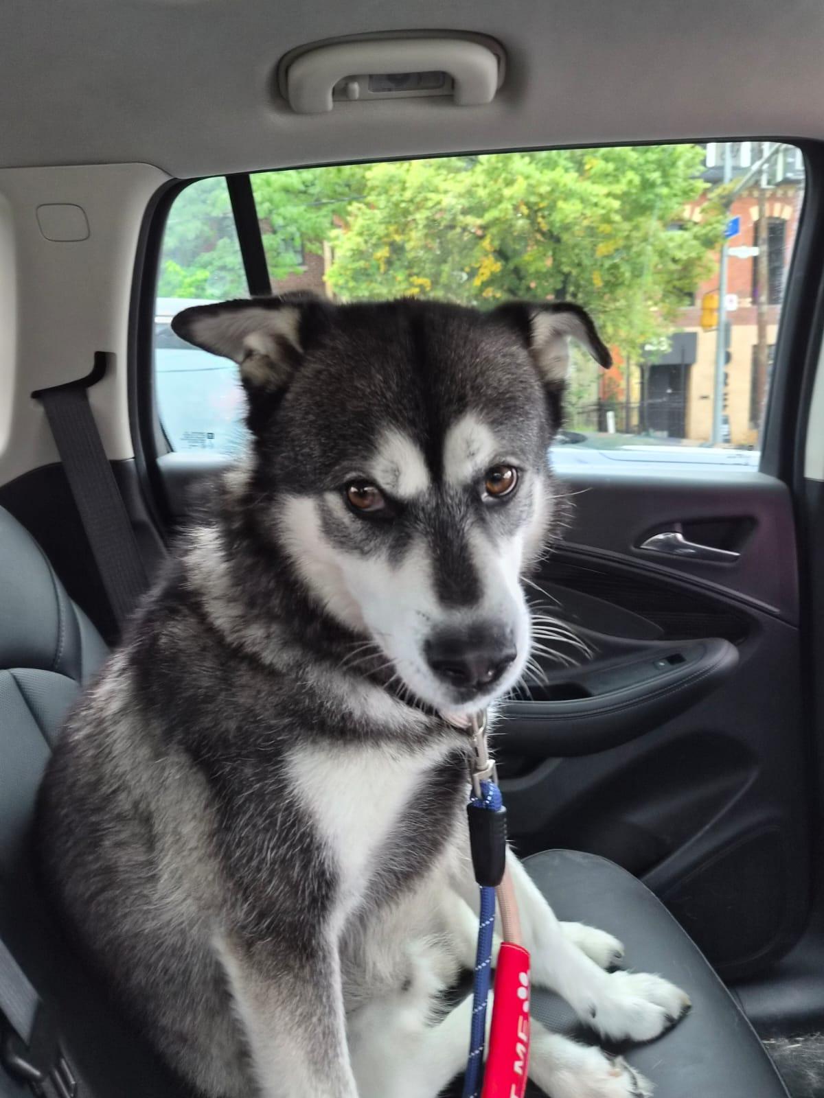 Enlarge Ozzie, a Adopted mixed breed in Toronto, ON image 2/5