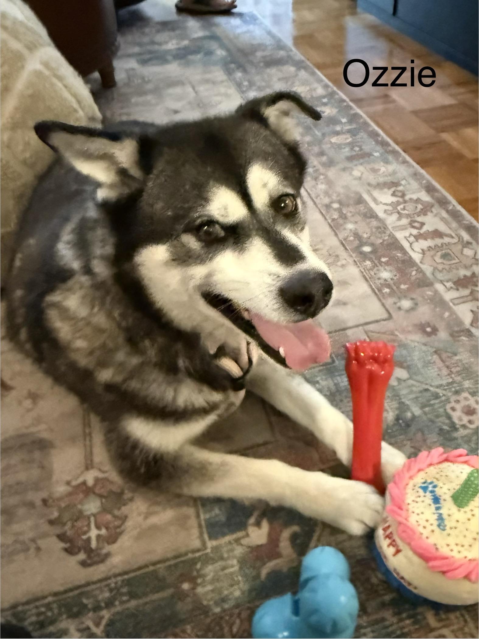 Enlarge Ozzie, a Adopted mixed breed in Toronto, ON image 4/5