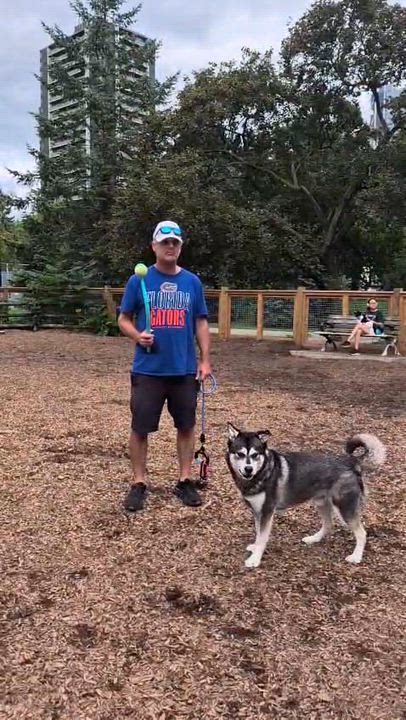 Enlarge Ozzie, a Adopted mixed breed in Toronto, ON video 1/5