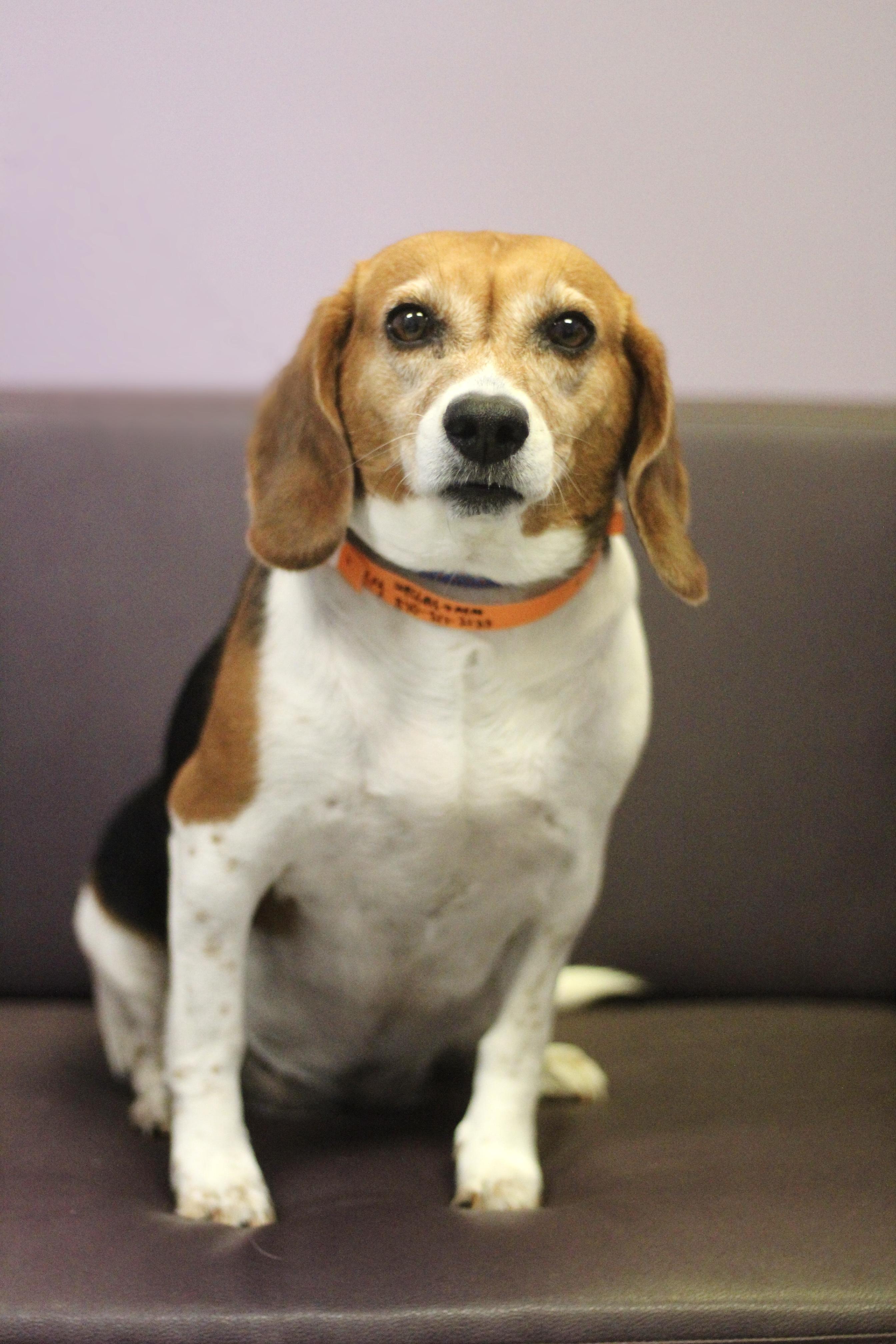 Lucy in NH! Come Meet our Adoptable Dogs Wednesday-Saturday. More info in Bio!, ADOPTABLE, Adult Female Beagle.