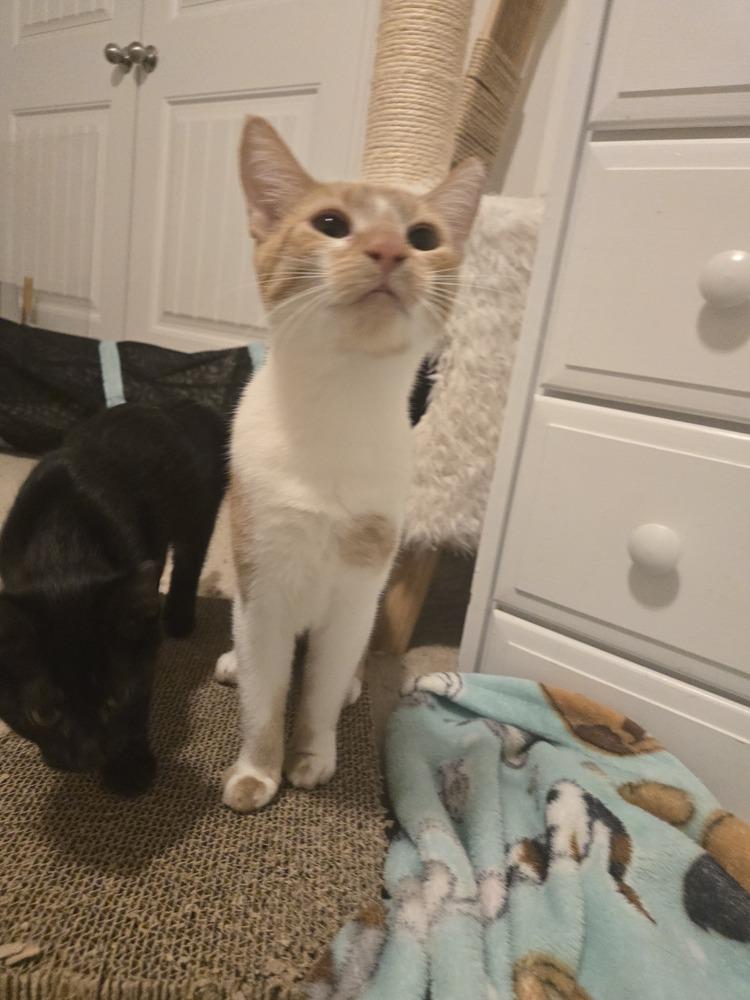 Otter, Adoptable, Young Female Domestic Short Hair.