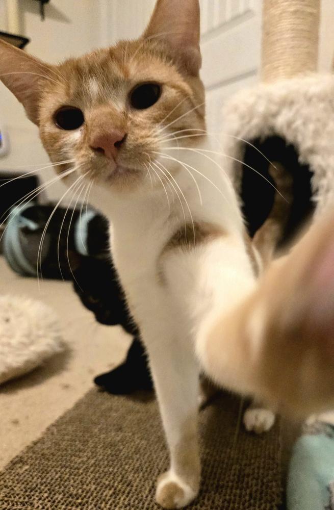 Enlarge Otter, a Adoptable Domestic Short Hair in Cary, NC image 2/3