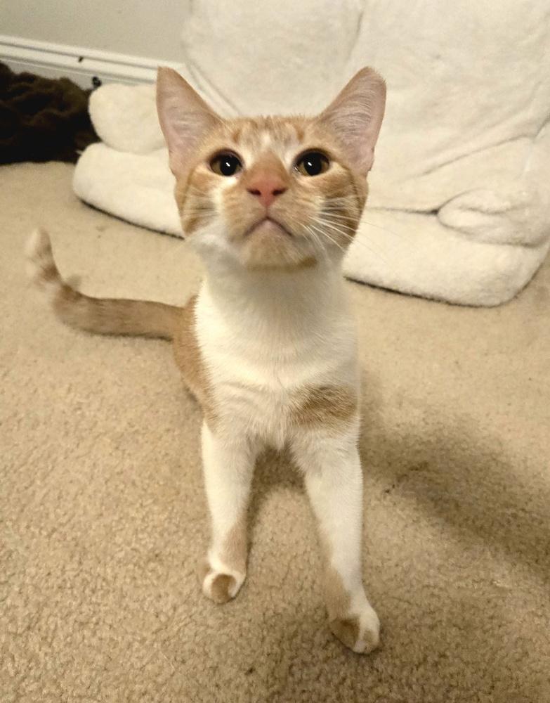 Enlarge Otter, a Adoptable Domestic Short Hair in Cary, NC image 3/3