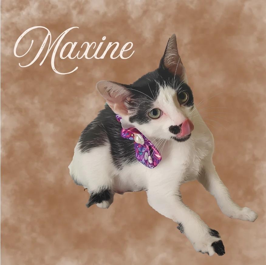 Maxine, Adoptable, Kitten Female Domestic Short Hair.