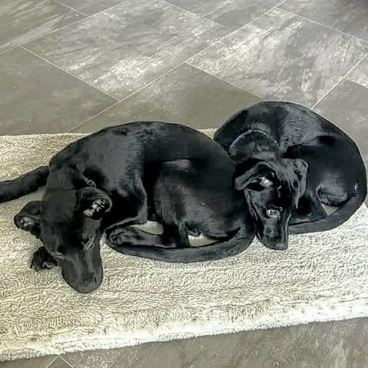 Little Diesel (20260216-07)