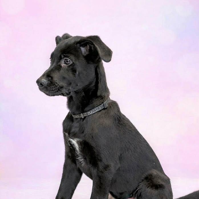 Little Diesel (20260216-07) — thumbnail 2