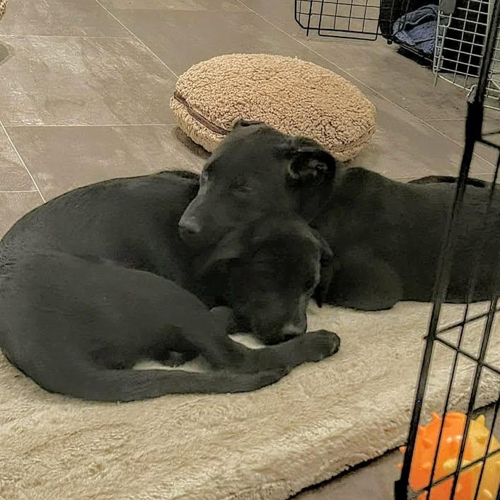 Little Diesel (20260216-07) — thumbnail 3