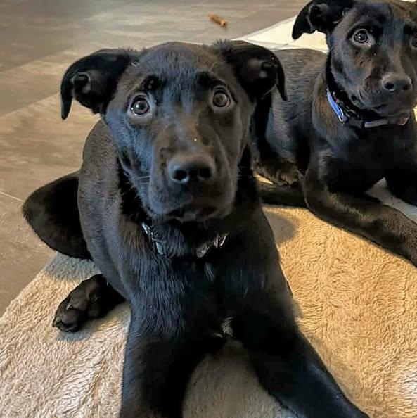 Little Diesel (20260216-07) — thumbnail 4