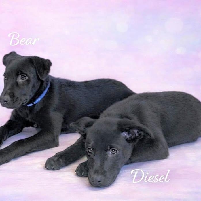 Little Diesel (20260216-07) — thumbnail 5