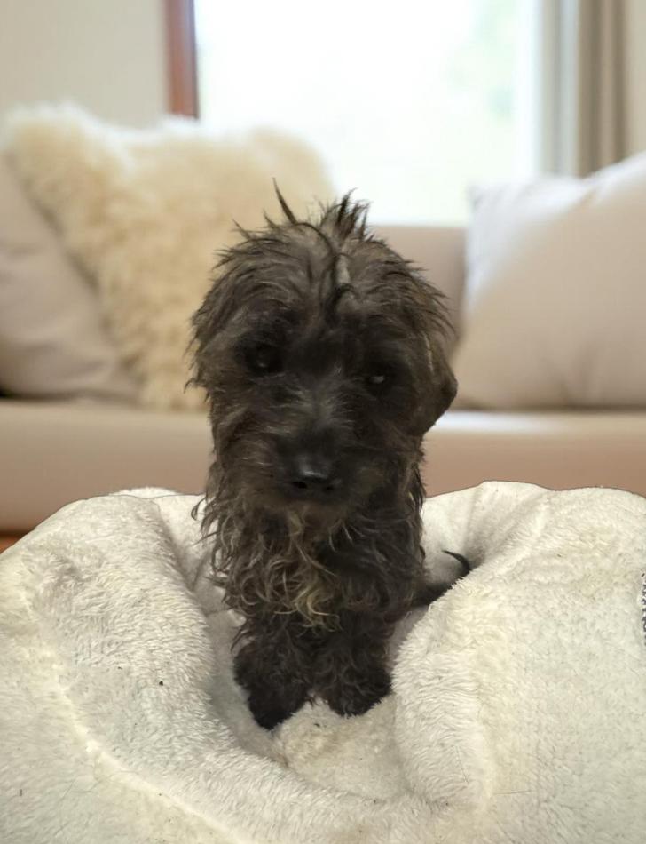 Kody, Adopted, Young Male Maltese.