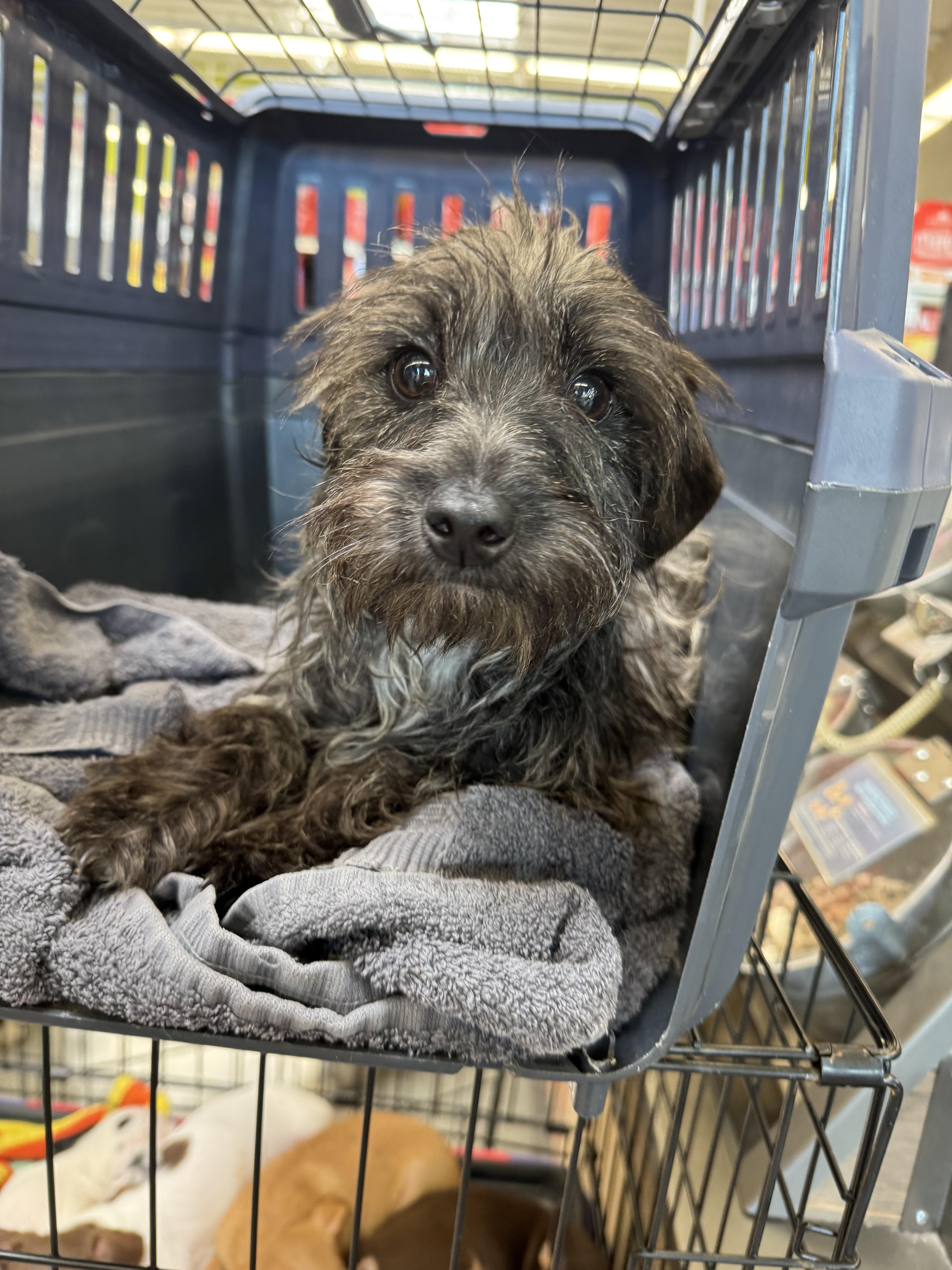 Kody, a Adopted mixed breed in Los Angeles, CA image 3/6