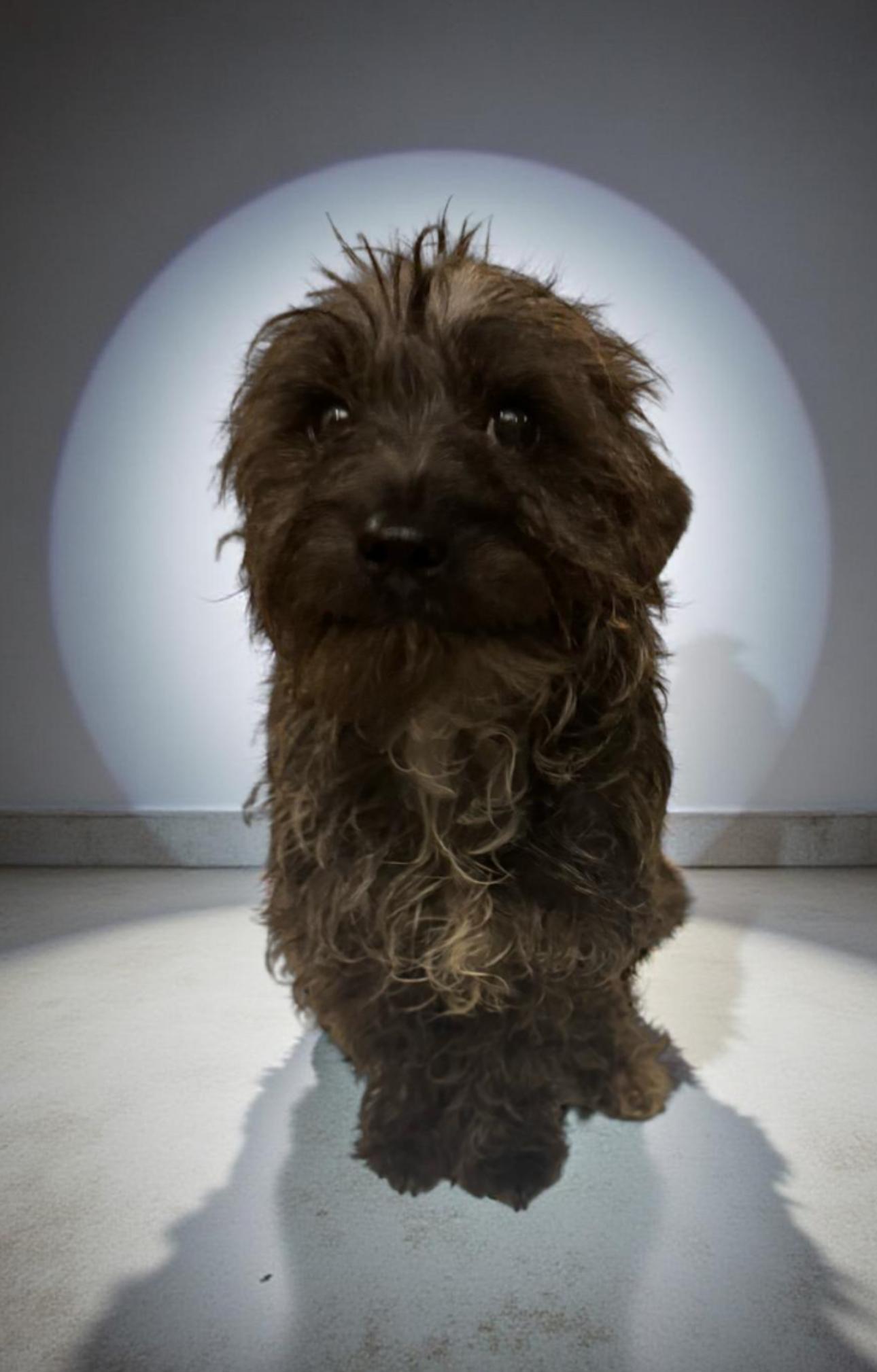 Kody, a Adopted mixed breed in Los Angeles, CA image 4/6