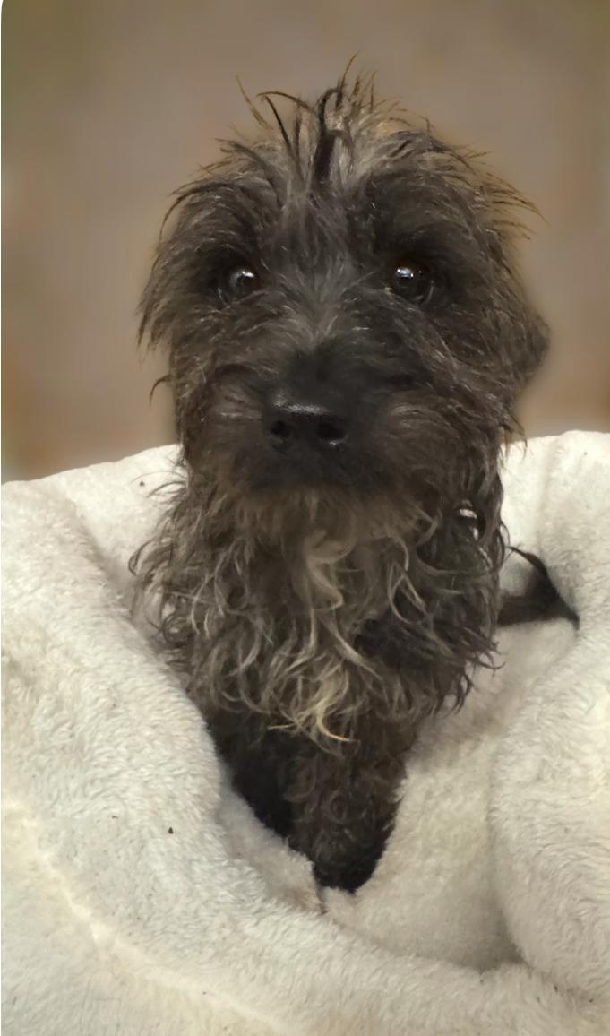 Kody, a Adopted mixed breed in Los Angeles, CA image 5/6