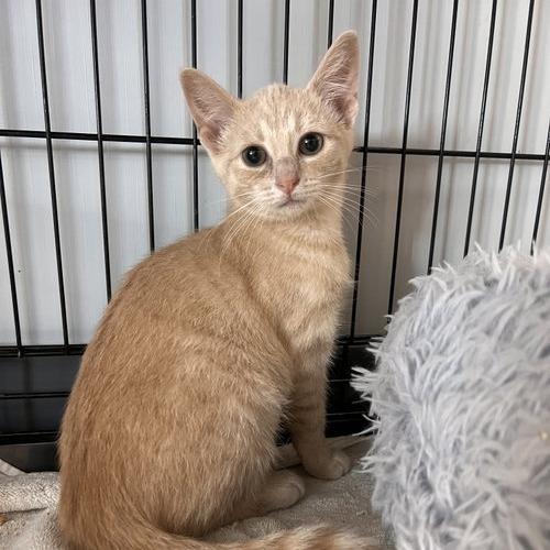 Kayda, Adoptable, Young Female Domestic Short Hair.