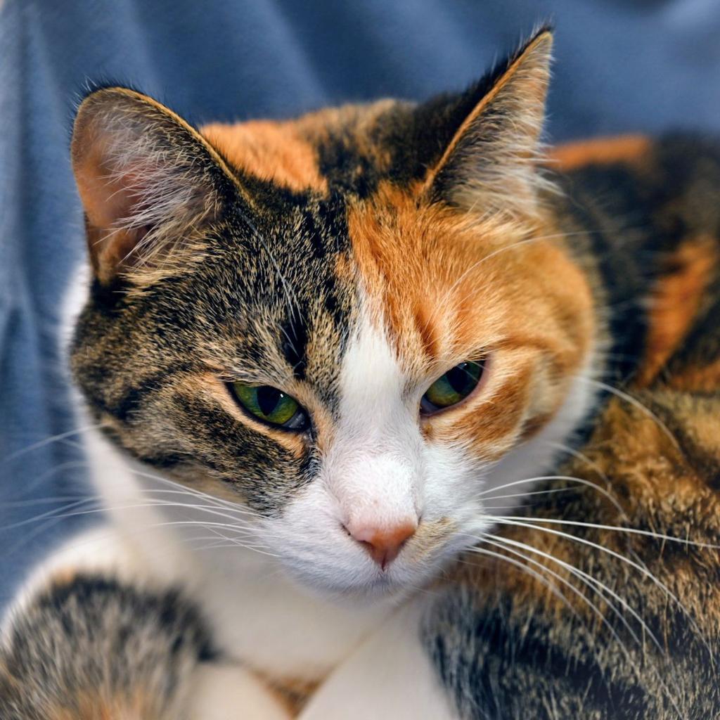 Enlarge Stella, a Adoptable mixed breed in Lapeer, MI image 3/3