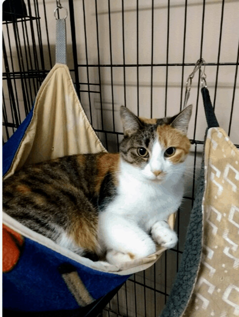 Enlarge Stella, a Adoptable mixed breed in Lapeer, MI image 1/3