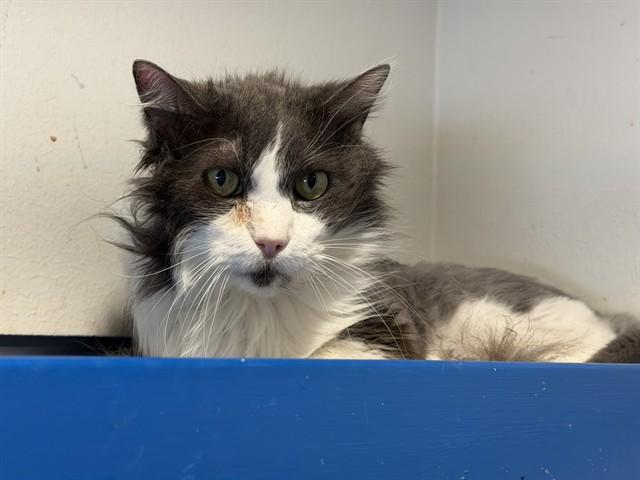 Enlarge JUNIOR, a Adoptable mixed breed in Grand Prairie, TX image 1/1