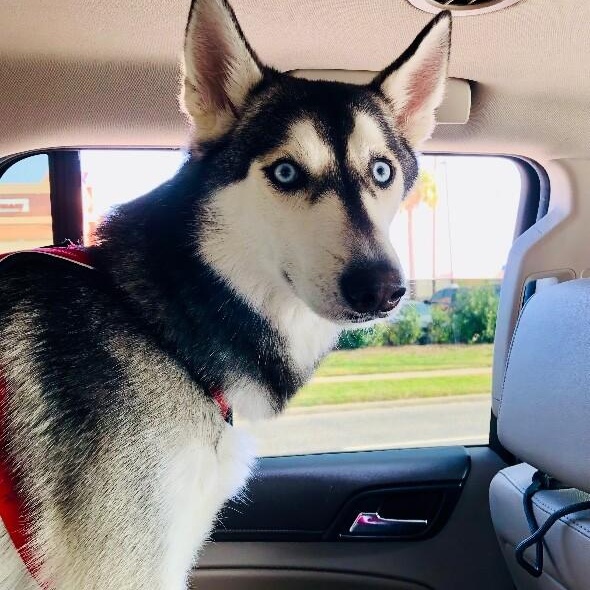 Ranger Roo The Coolest Dude