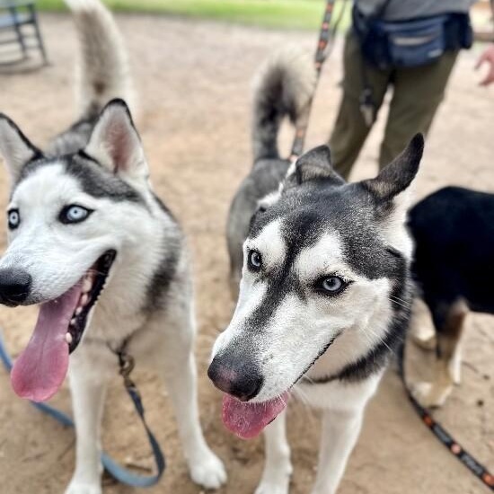 Ranger Roo The Coolest Dude — thumbnail 2