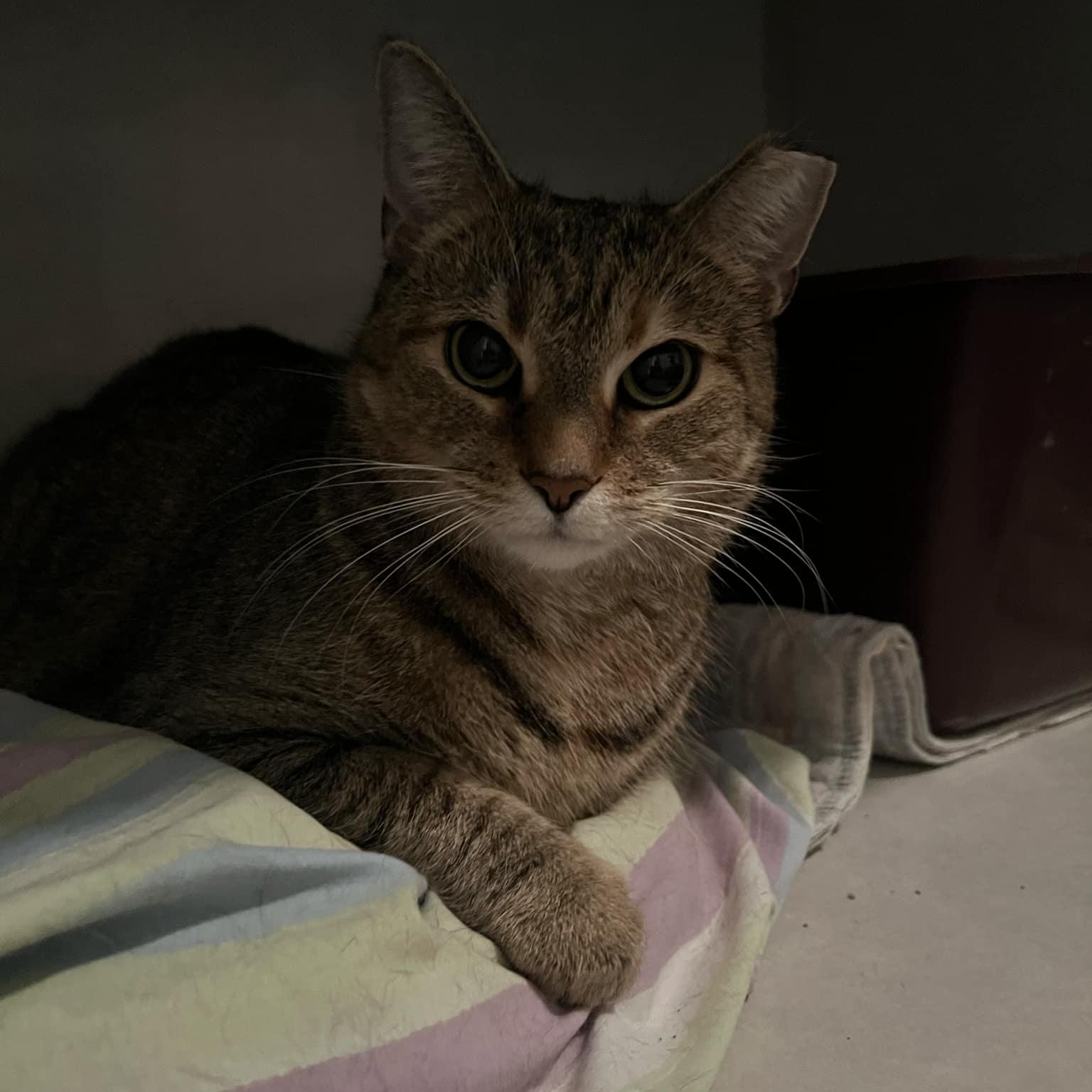 Puss in Boots, ADOPTABLE, Adult Male Domestic Short Hair.