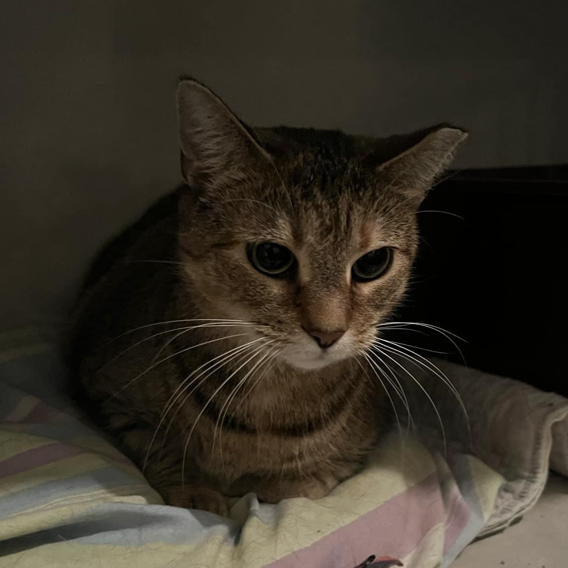 Enlarge Puss in Boots, a ADOPTABLE Domestic Short Hair in Quincy, IL image 2/3