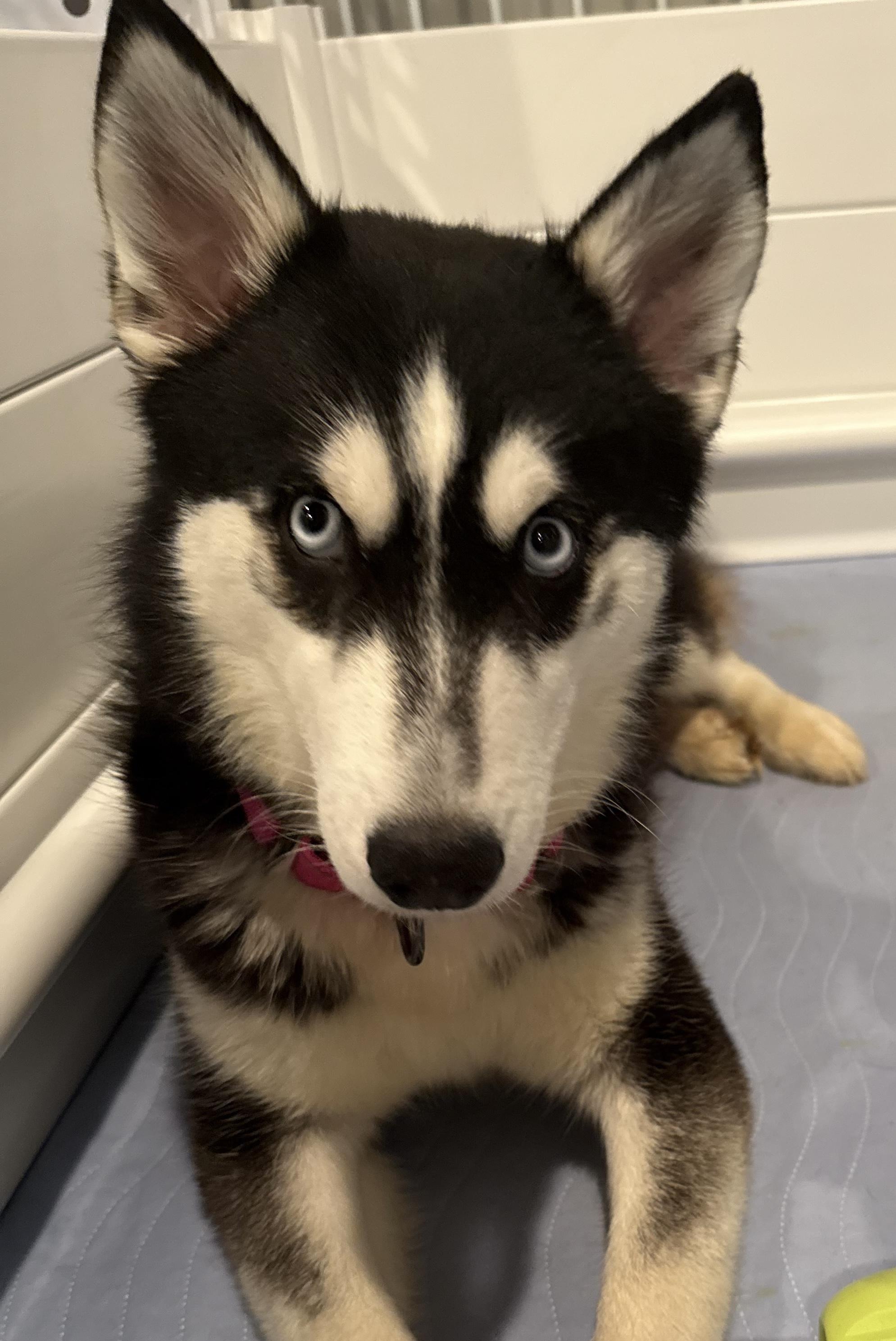 Enlarge Skye, a ADOPTABLE mixed breed in Lyndhurst, OH image 2/4