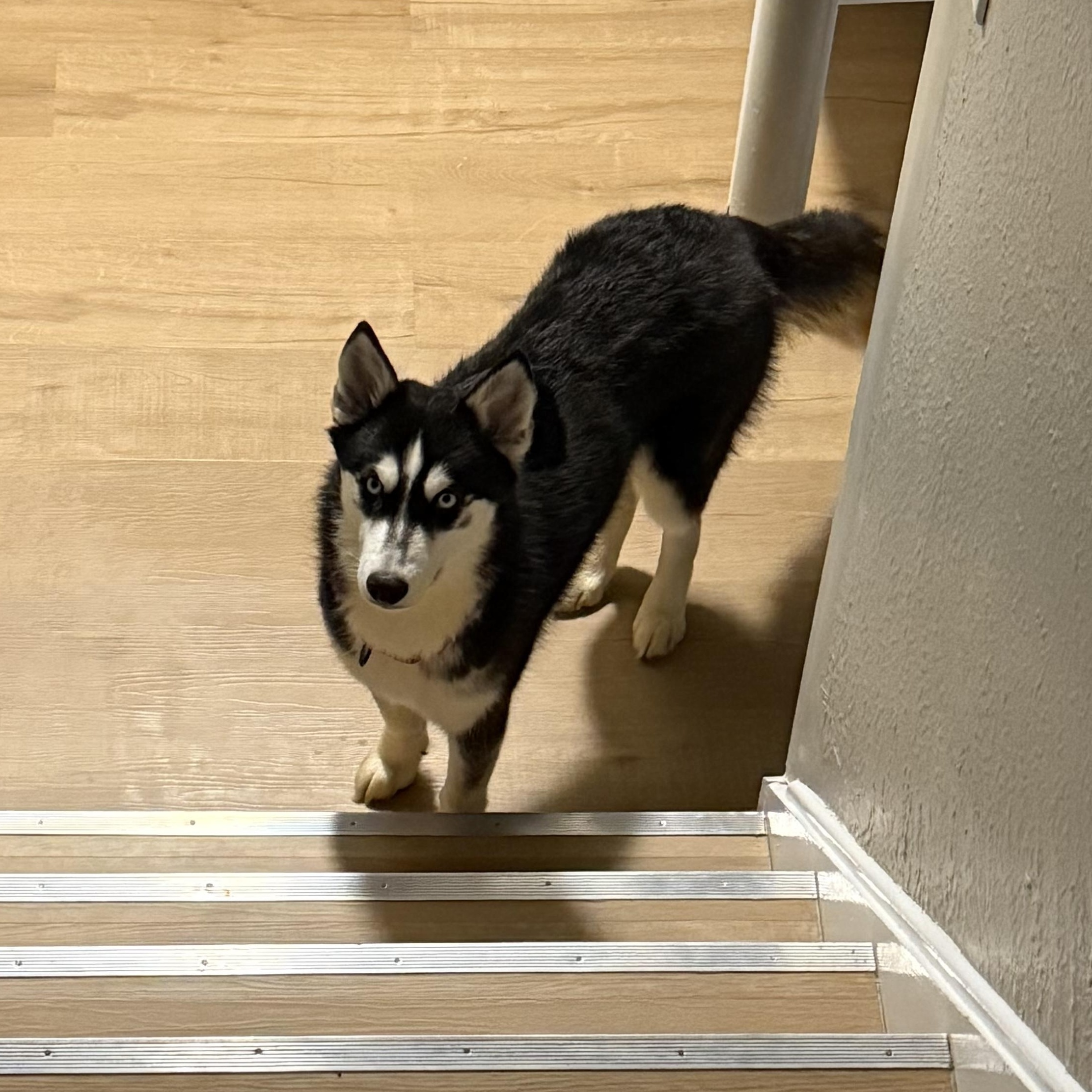 Enlarge Skye, a ADOPTABLE mixed breed in Lyndhurst, OH image 4/4