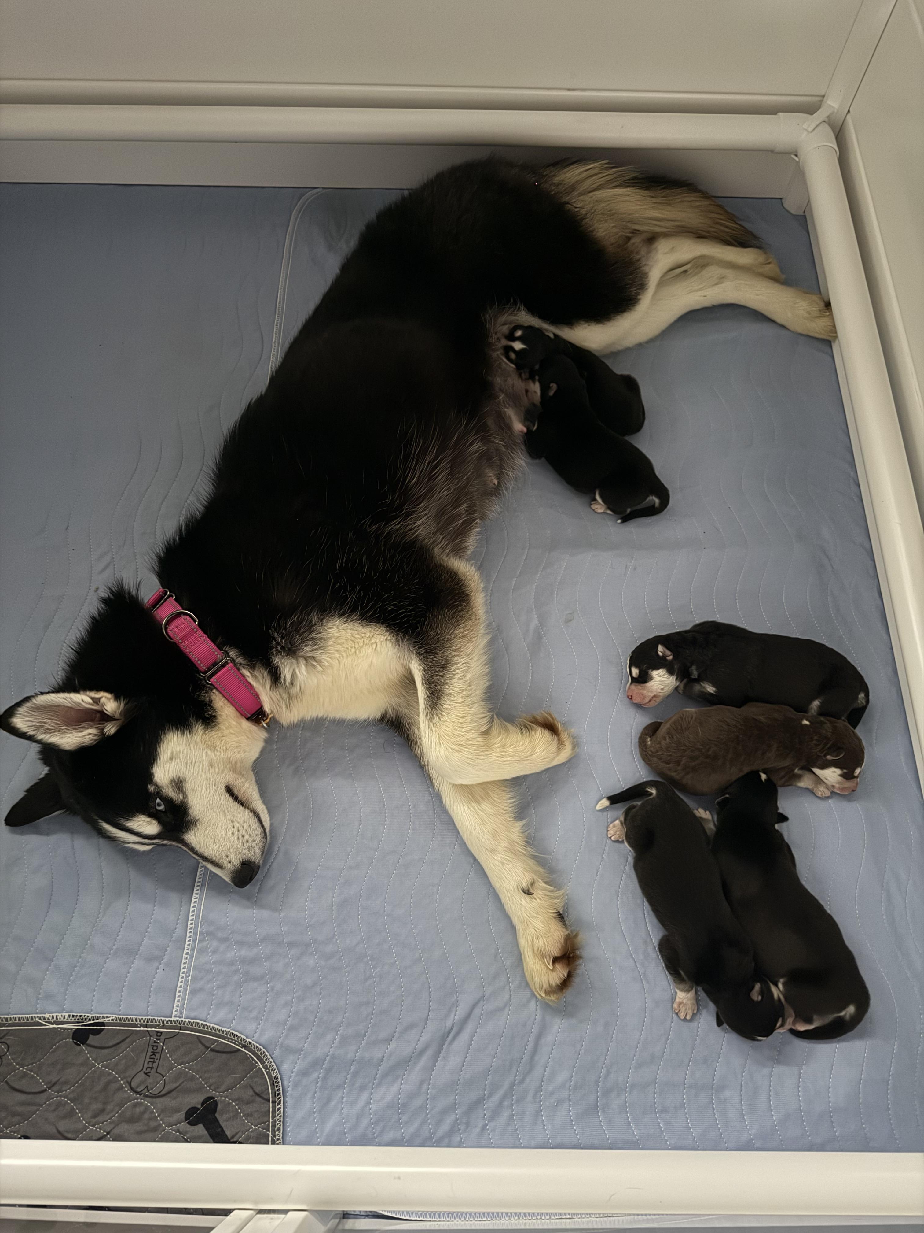 Enlarge Skye, a ADOPTABLE mixed breed in Lyndhurst, OH image 1/4