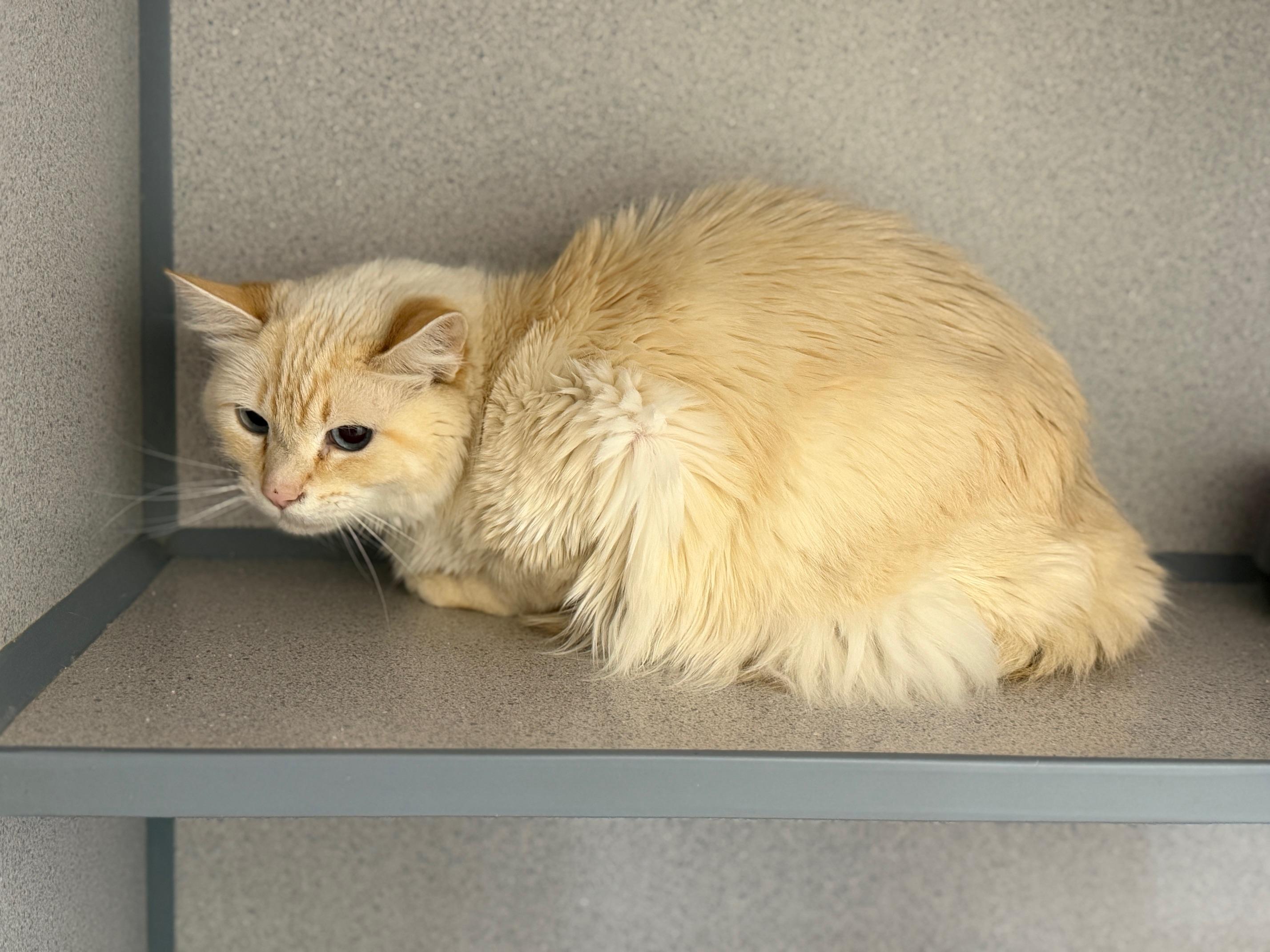 Enlarge Kilo, an adopted Domestic Medium Hair in Gardnerville, NV image 2/4