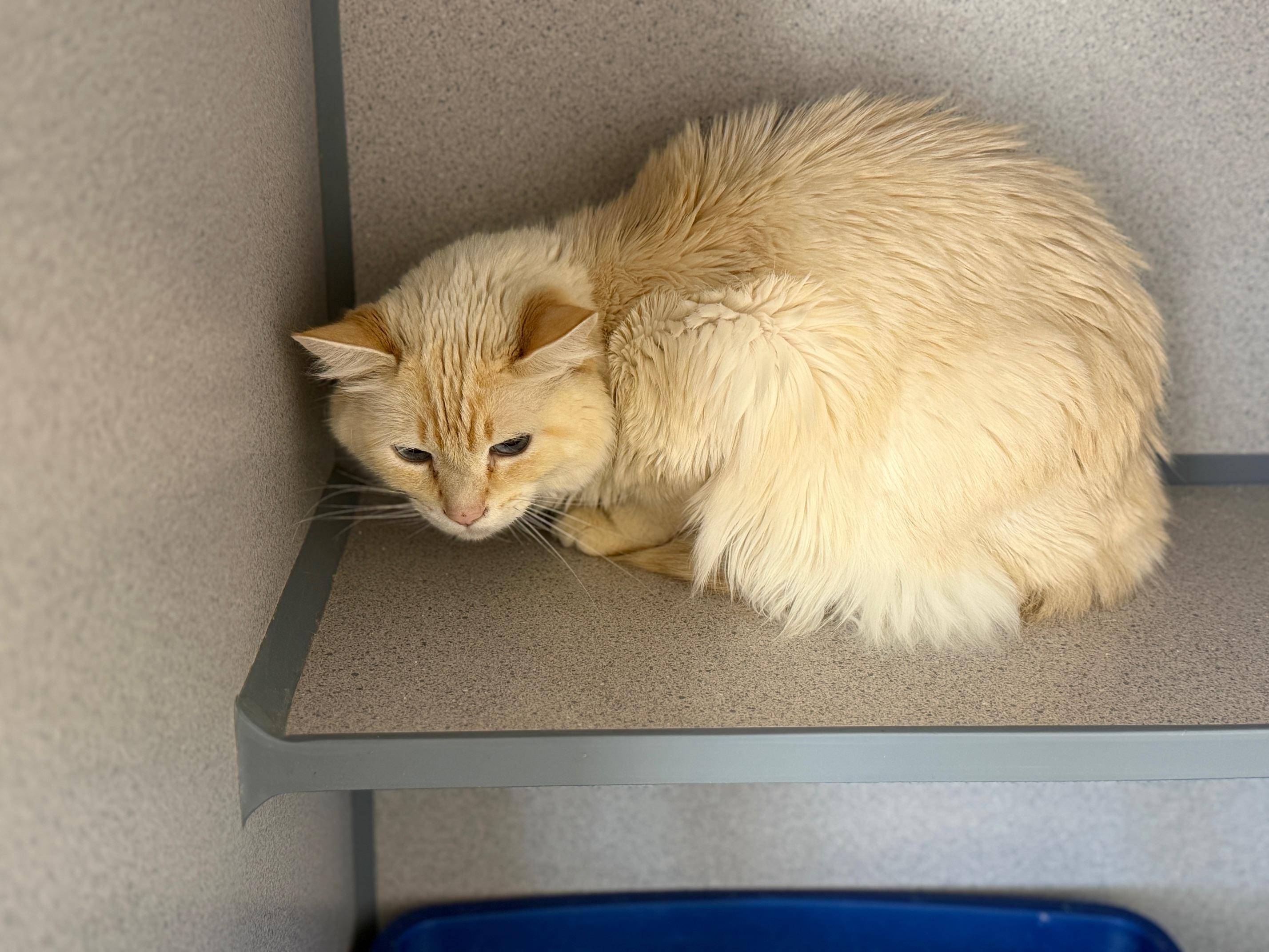 Enlarge Kilo, an adopted Domestic Medium Hair in Gardnerville, NV image 4/4