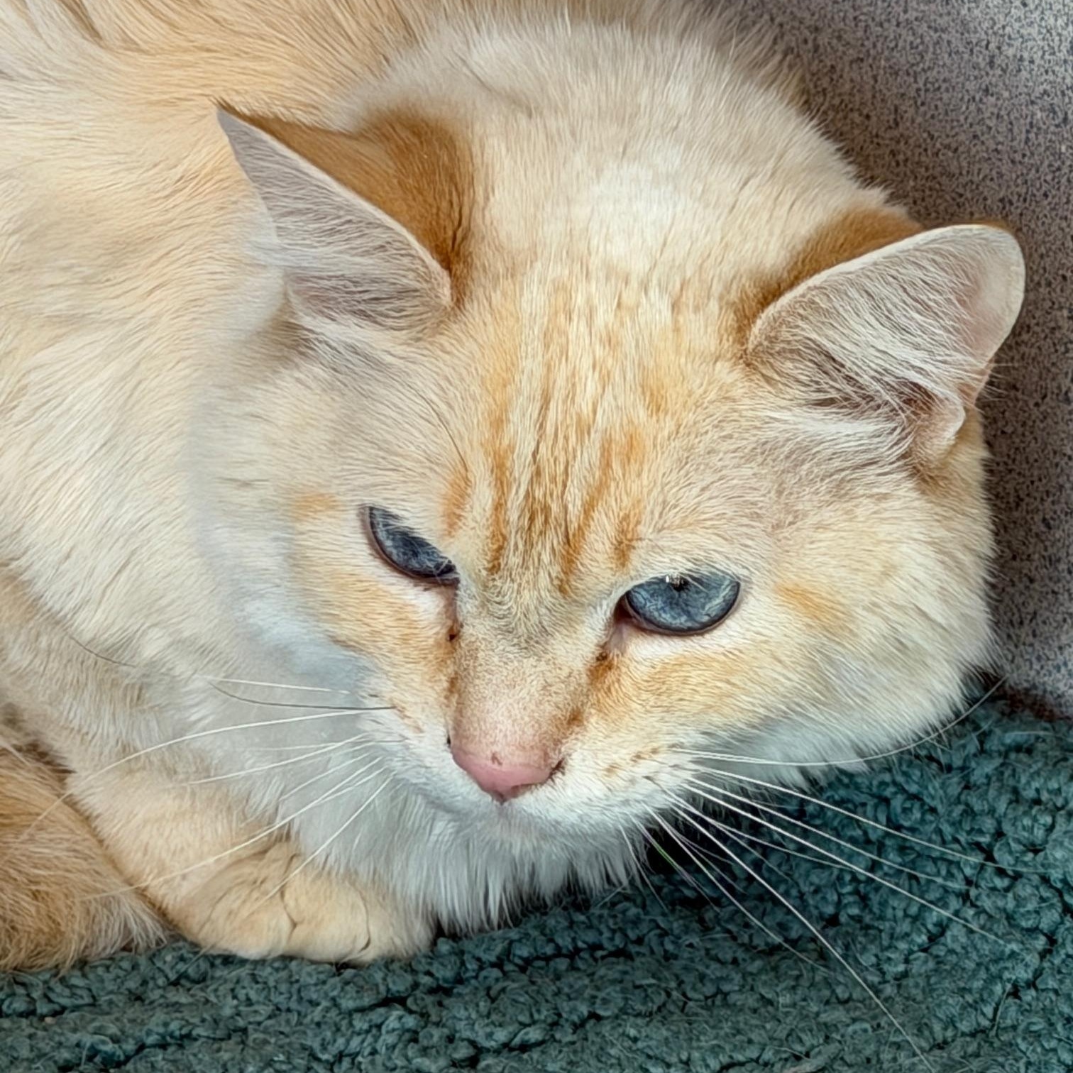 Enlarge Kilo, an adopted Domestic Medium Hair in Gardnerville, NV image 3/4