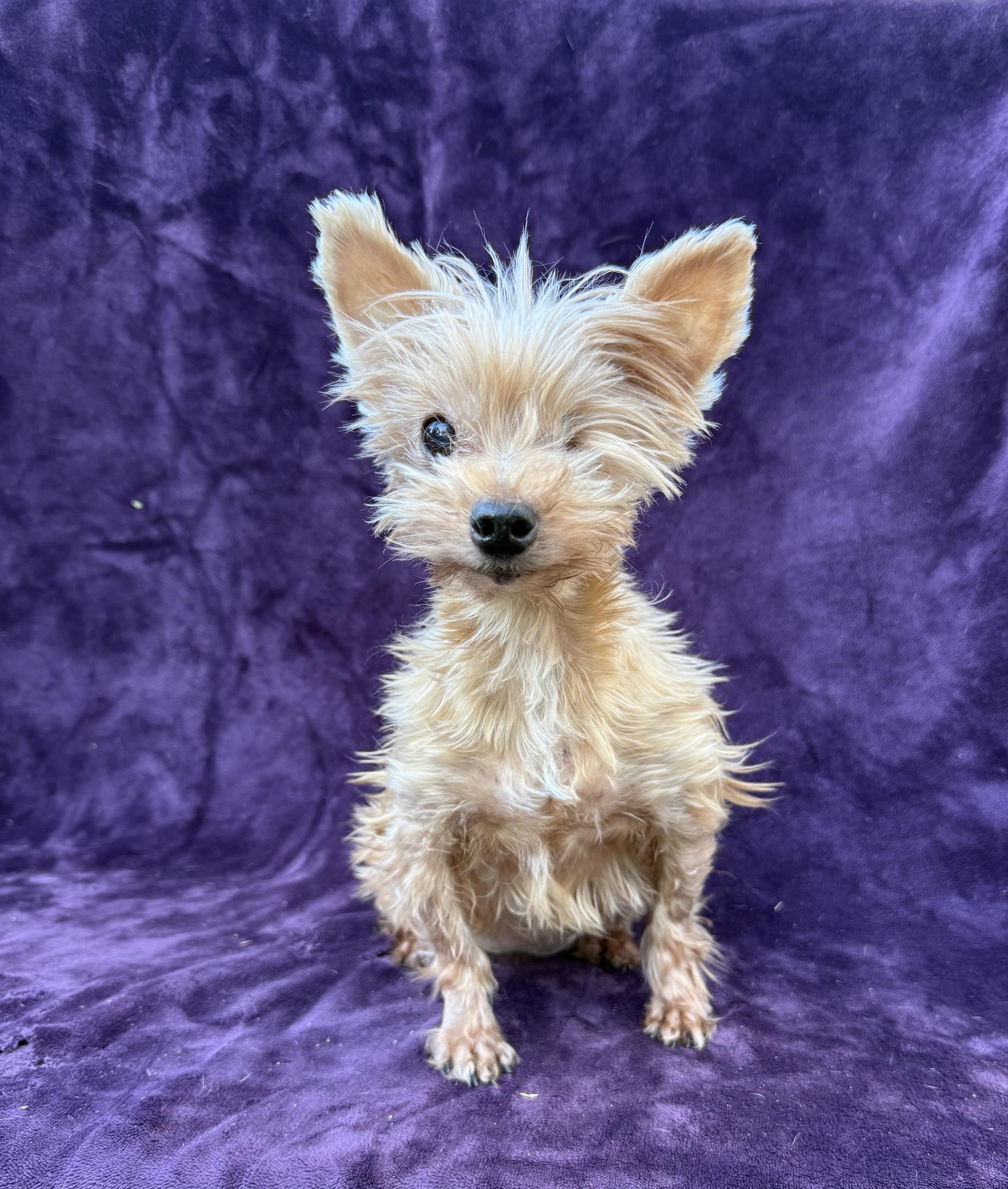 Buttons, adopted, Senior Female Yorkshire Terrier & Papillon.