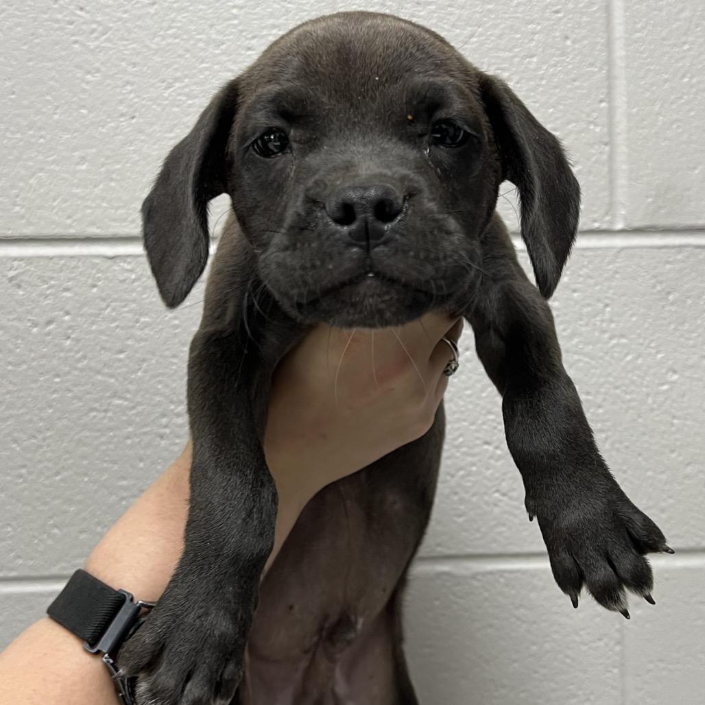 Thin Mint, a Adoptable Mixed Breed in Lufkin, TX image 1/2