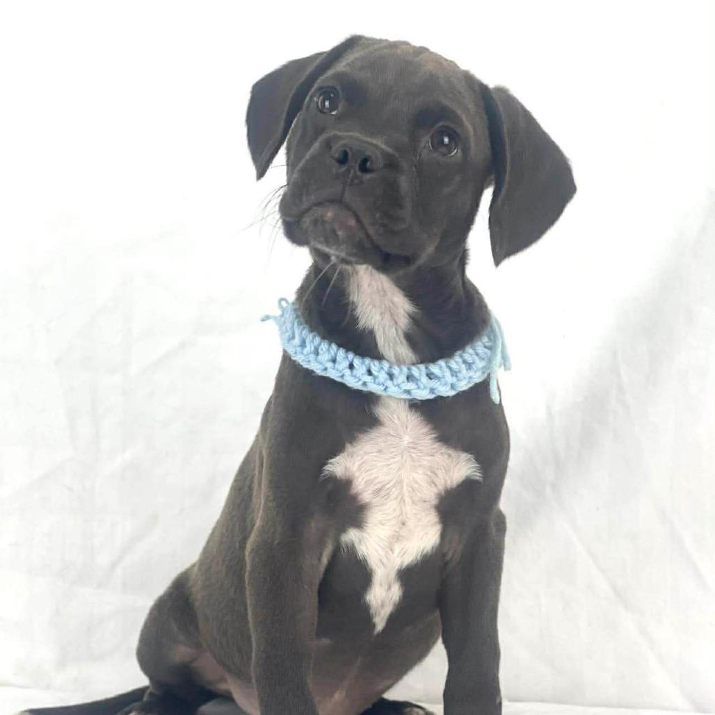 Thin Mint, a Adoptable Mixed Breed in Lufkin, TX image 2/2