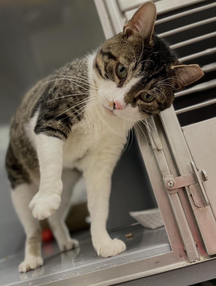 Mendel, Adoptable, Adult Male Domestic Short Hair.