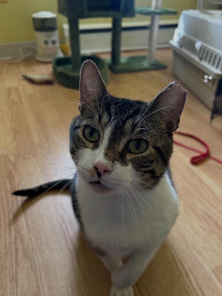 Mendel - FIV, a Adoptable Domestic Short Hair in East hartford, CT image 2/6