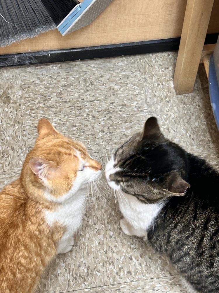 Enlarge Mendel, a Adoptable Domestic Short Hair in East hartford, CT image 2/6