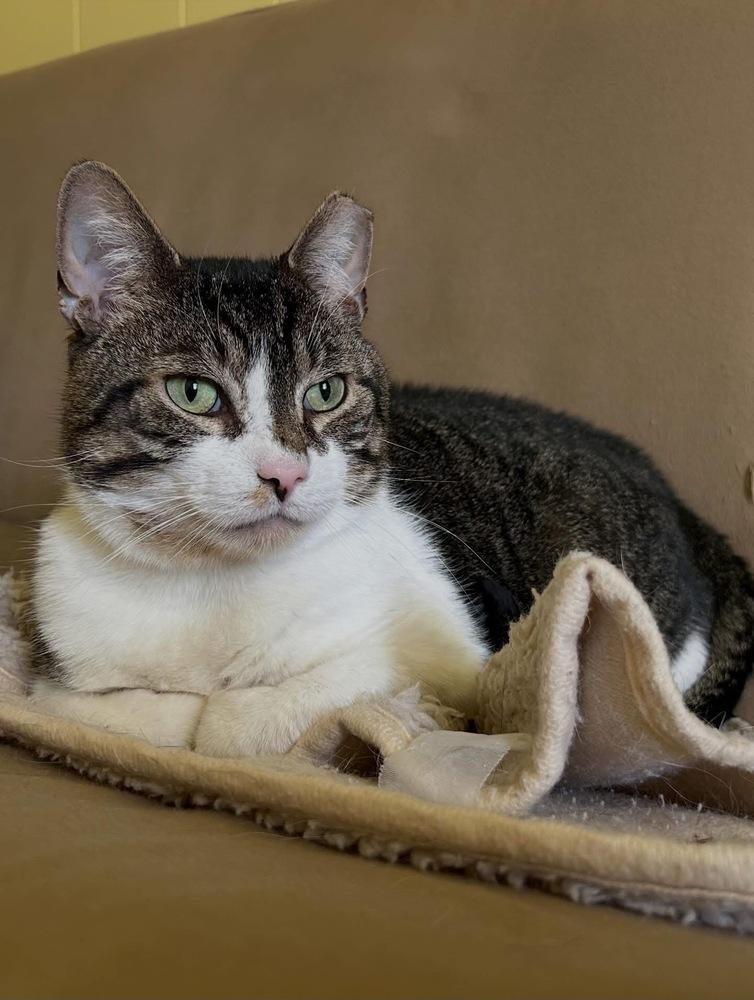 Mendel - FIV, a Adoptable Domestic Short Hair in East hartford, CT image 5/6