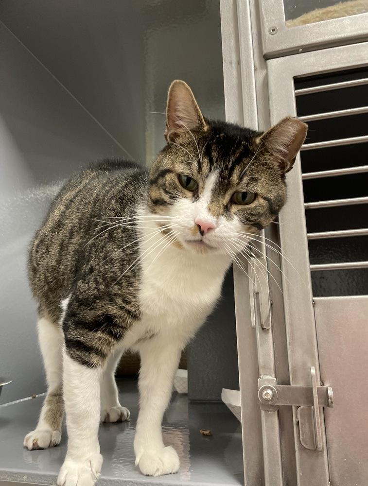 Enlarge Mendel, a Adoptable Domestic Short Hair in East hartford, CT image 5/6