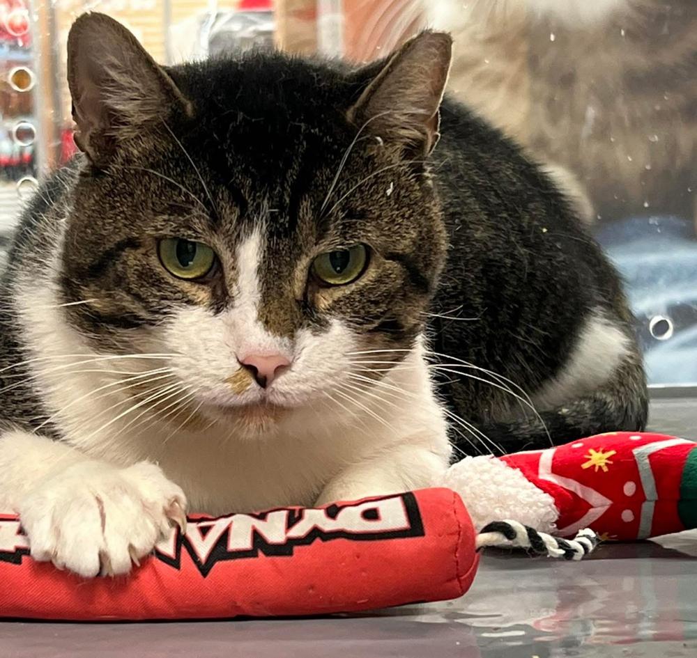 Enlarge Mendel, a Adoptable Domestic Short Hair in East hartford, CT image 1/1